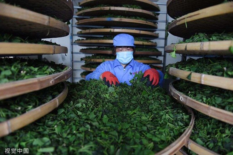 如何在收茶青过程中赚取差价?这是一篇教你如何巧妙操作的文章。