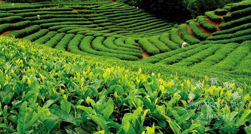 茶叶加工机械设备全套:从鲜叶到成品的完整流程